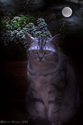 Lucy 