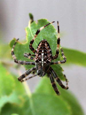Cross Spider