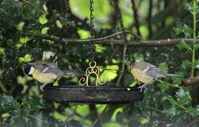 Great Tit's