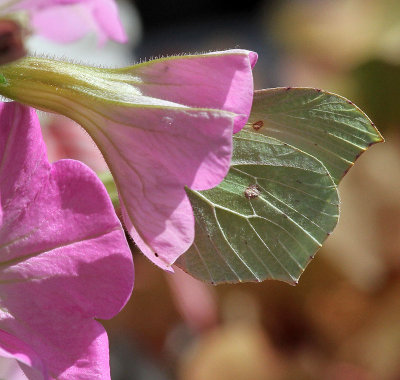 Brimestone Butterfly in Petunia
