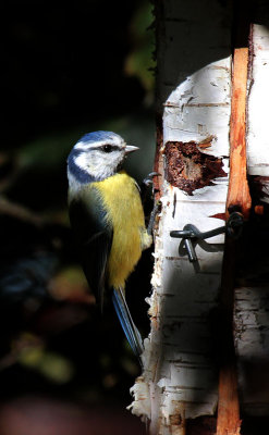 Blue Tit