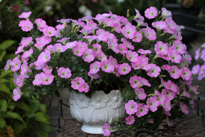 Petunias