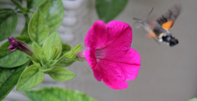 Taubenschwnzchen / Hummingbird Hawkmoth
