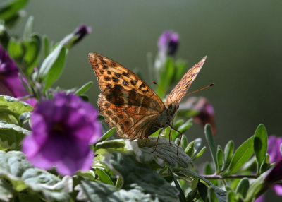 Kaisermantel / Silver-washed Fritillary