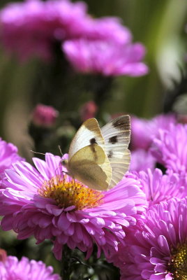 Weissling / Cabbage White