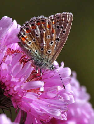 Hauhechel- bluling / Common Blue