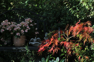 Autumn Colors in my Backyard