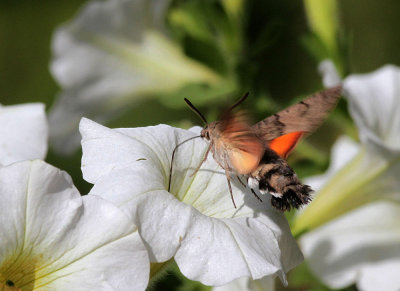 Taubenschwnzchen / Hummingbird Hawkmoth