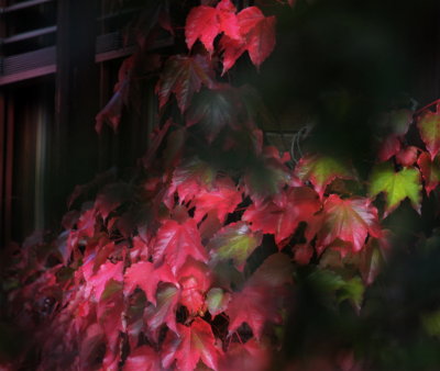 Fall Colors