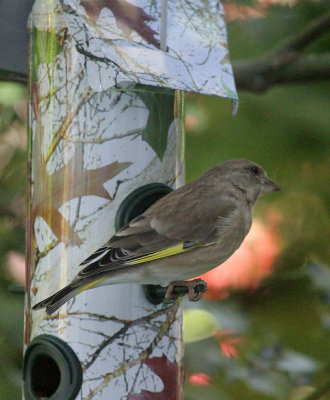 Greenfinch