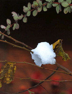Still Life in my Backyard
