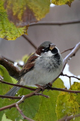 Spatz / House Sparrow