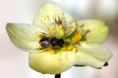 Hoverfly on Christmas rose
