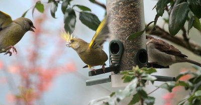 Greenfinches and House Sparrow