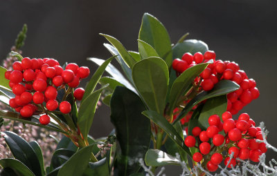Skimmia Japonica