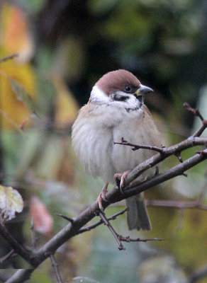 (Eurasian) Tree Sparrow