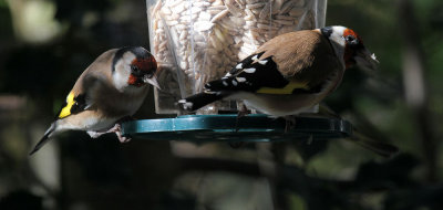 Distelfinken / Goldfinches