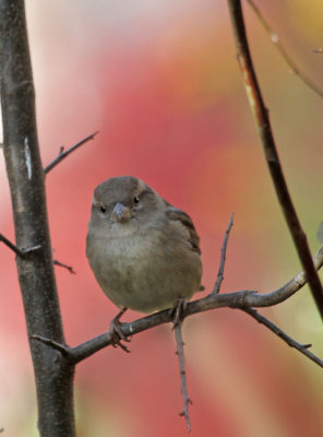 House Sparrow