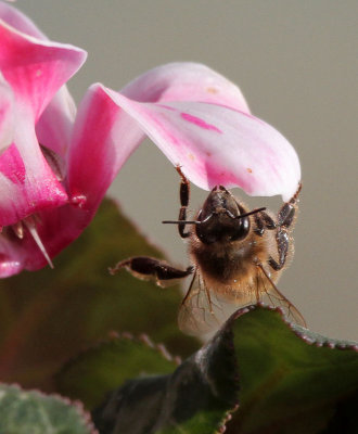 December Bee on my Balcony
