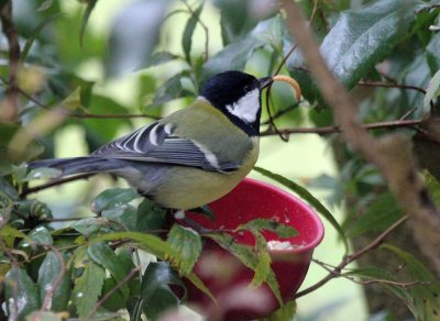 Great Tit