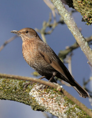 Blackbird (female)