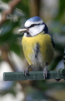 Blue Tit
