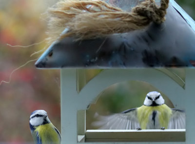 Blue Tits