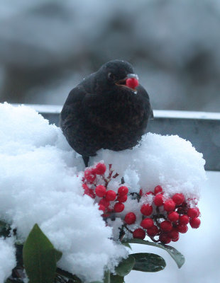 Blackbird 