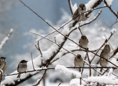House Sparrows