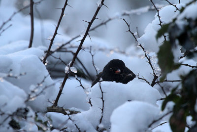 Blackbird