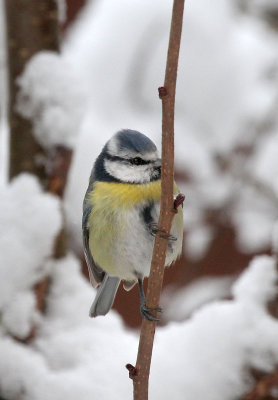 Blue Tit