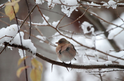 Chaffinch 
