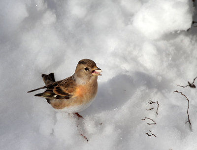 Bergfink / Brambling