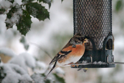 Bergfink / Brambling