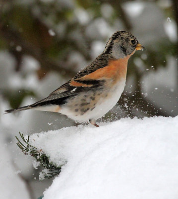Bergfink / Brambling