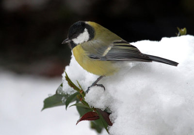 Kohlmeise / Great Tit