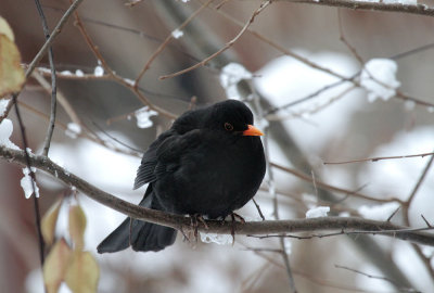 Blackbird