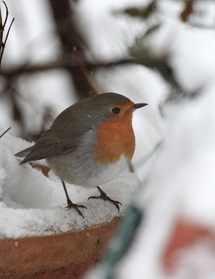 Robin 