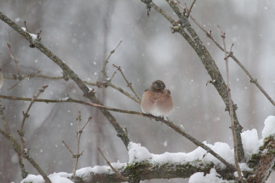 Buchfink / Chaffinch