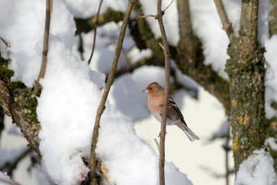 Buchfink / Chaffinch
