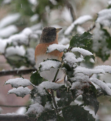 Bergfink / Brambling