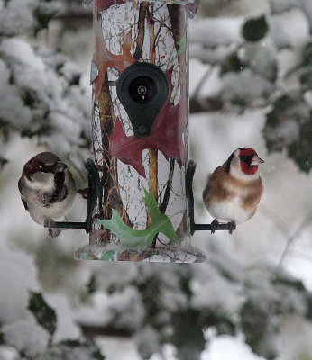 Sparrow and Goldfinch