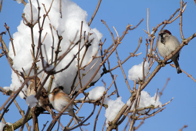 on a snowy tree