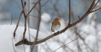 (European) Robin