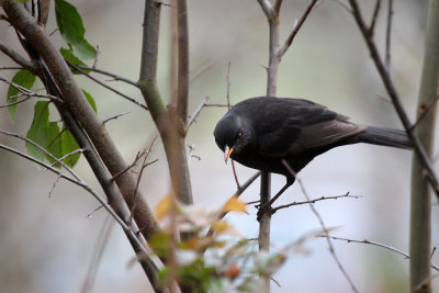Amsel/ Common Blackbird
