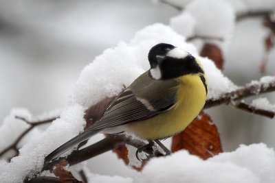 Great Tit