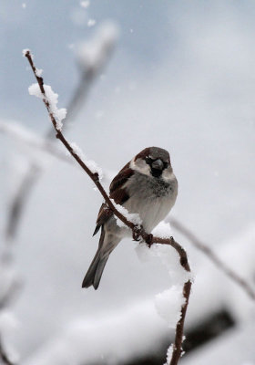 House Sparrow