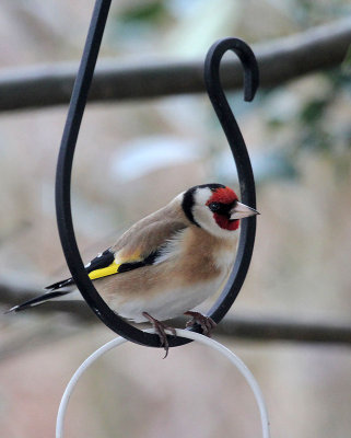 (European) Goldfinch