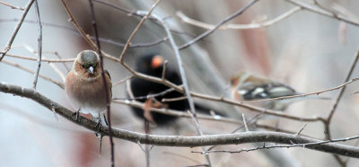 Chaffinches and Blackbird