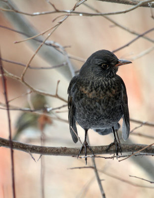 Amsel/ Common Blackbird (female)